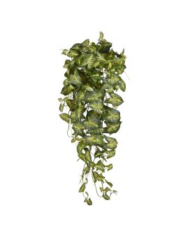 Syngonium hanger 90cm - bont