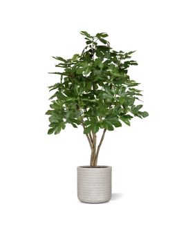 Vijgen kunstboom 120cm