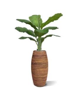 Banaan Royal kunstboom 165cm