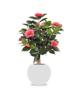 Camelia kunstplant op voet 65cm - roze