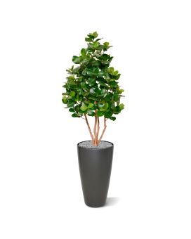 Clusia deluxe kunstboom 120cm