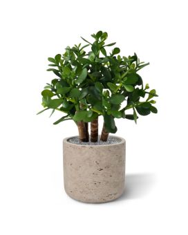 Crassula kunst vetplant 40cm