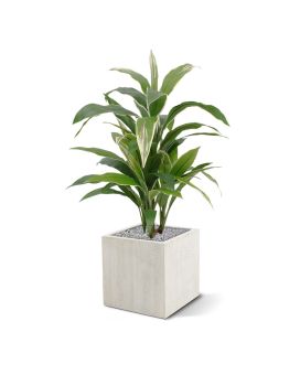 Draceana kunstplant 80cm - bont