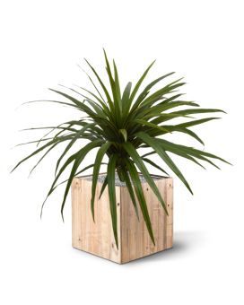Draceana Marginata kunstplant 50cm