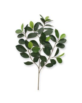 Ficus Compact Tak x 52 FR