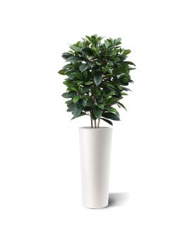 Ficus Cyathistipula deluxe kunstplant 120cm