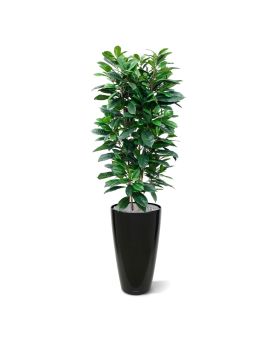 Ficus Cyathistipula deluxe kunstplant 160cm
