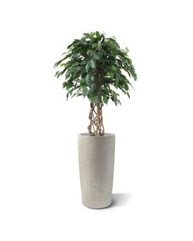 Ficus Exotica bol kunstplant op stam 125cm