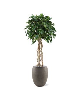 Ficus Exotica bol kunstplant op stam 150cm