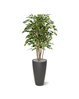 Ficus Exotica deluxe kunstplant 125cm - bont