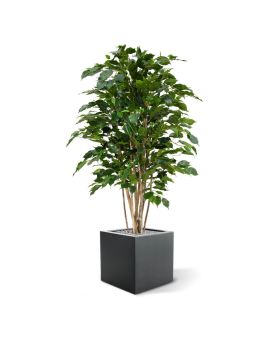 Ficus Exotica deluxe kunstplant 125cm - groen