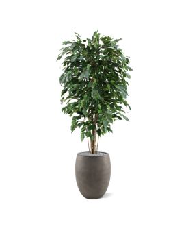 Ficus Exotica deluxe kunstplant 150cm - groen