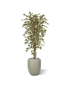 Ficus Hawai kunstboom 150cm