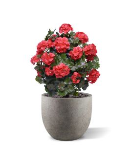 Geranium bol kunstplant 50cm UV rood
