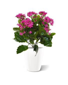 Kalanchoe kunstplant 30cm in pot - paars