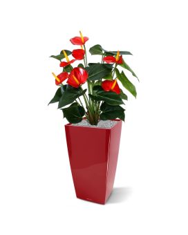 Anthurium deluxe kunstplant 50cm - rood