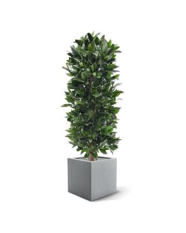 Laurier kolom kunstplant 125cm - UV bestendig