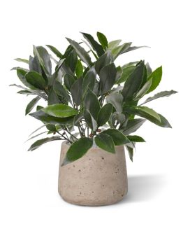 Laurier kunstplant 35cm - UV bestendig