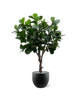 Lyrata Giant deluxe kunstboom 260cm