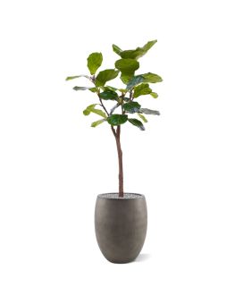 Lyrata kunstboom op stam 120cm