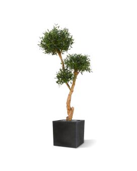 Olijf Bonsai deluxe x3 kunstboom 160cm