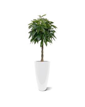 Pachira deluxe kunstplant 120cm