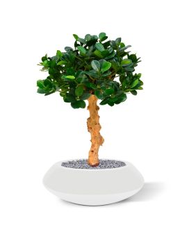 Panda Bonsai kunstboom op voet 60cm