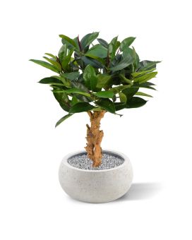 Philodendron op voet kunstplant 80cm