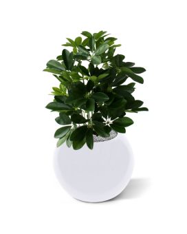 Raam Schefflera kunstplant 50cm