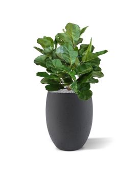 Royal Lyrata bol deluxe kunstplant 75cm