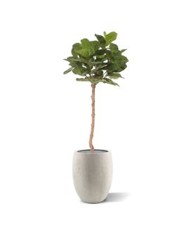 Royal Lyrata kunstboom op stam 120cm