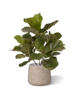 Royal Lyrata kunstplant 45cm