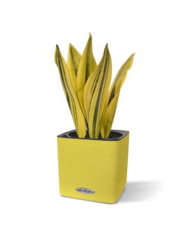 Sansevieria kunstplant 30cm geel-groen