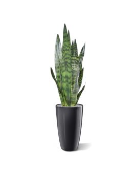 Sansevieria kunstplant 72 cm groen