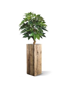 Schefflera Amate deluxe kunstplant 105cm