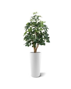 Schefflera Exotica kunstplant 120cm - FR - brandvertragend