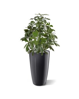Schefflera kunstplant 50cm - UV bestendig