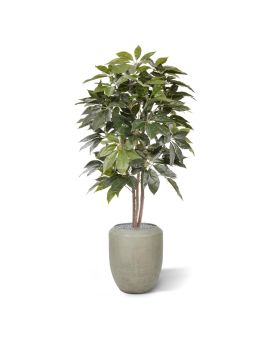 Scheflera Amate kunstboom 150cm
