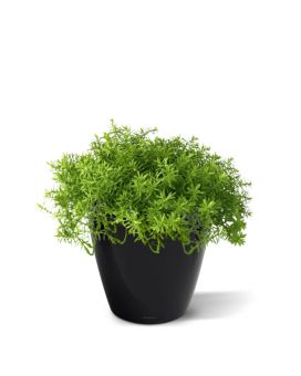 Senecio vetplant 30cm