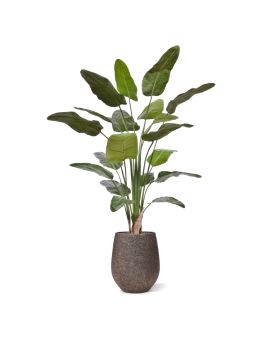 Strelitzia Nicolai Kunstplant 230cm Deluxe