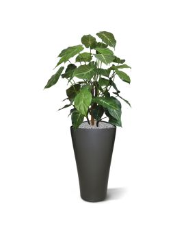 Syngonium deluxe kunstplant 85cm