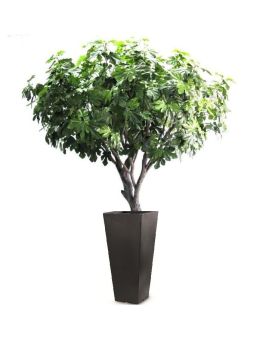 Kunst Vijgenboom deluxe 250cm