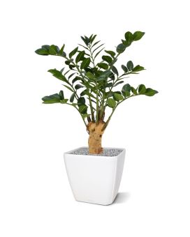 Zamioculcas kunstplant op voet 65cm