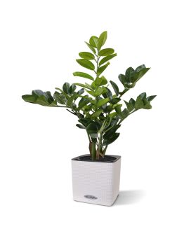 Zamioculcas kunstplant 55cm