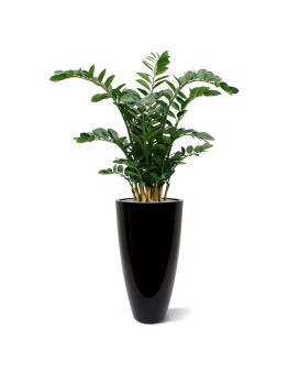 Zamioculcas XL kunstplant 120cm