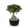 Panda Bonsai kunstboom 55cm