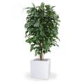 Ficus Exotica deluxe kunstplant 150cm - groen - FR - brandvertragend