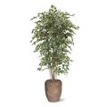 Ficus Exotica deluxe kunstboom 210cm - bont