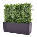 Schefflera kunstheg 80x25x56cm - UV bestendig