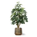 Schefflera Exotica kunstplant 120cm